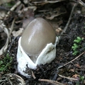 muchomor mglejarka (Amanita vaginata)