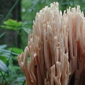 koralówka sztywna (Ramaria stricta)