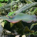 żagiew kasztanowa (Polyporus badius)