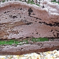 drewnowiec popękany (Xylobolus frustulatus)