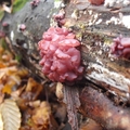 galaretnica mięsista (Ascocoryne sarcoides)