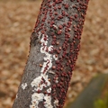 gruzełek cynobrowy (Nectria cinnabarina)