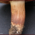 gąska dachówkowata (Tricholoma imbricatum)