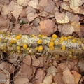 Łzawniczka kustrzebkowata (Ditiola peziziformis)