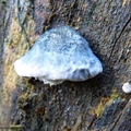 drobnoporek modry (Postia caesia)