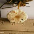 pieniążek ciemnobulwkowy (Collybia tuberosa)