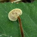 szyszkolubka kolczasta (Auriscalpium vulgare)