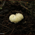 kosmykówka robiniowa (Floccularia rickenii)