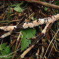ząbkowiec strzępiasty (Steccherinum fimbriatum)