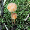 grzybówka szafranowa (Mycena crocata)