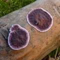 chrząstkoskórnik purpurowy (Chondrostereum purpureum)