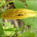 rdza turzycowa (Puccinia caricina)
