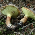borowiczak dęty (Suillus cavipes)