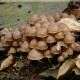 grzybówka dzwoneczkowata – Mycena tintinnabulum