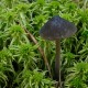 grzybówka wielkozarodnikowa – Mycena megaspora