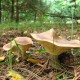 lejkówka buławotrzonowa – Clitocybe clavipes