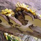 lakownica spłaszczona – Ganoderma lipsiense
