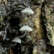 grzybówka niebieskoszara – Mycena pseudocorticola