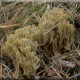 koralówka zielonawa – Ramaria abietina